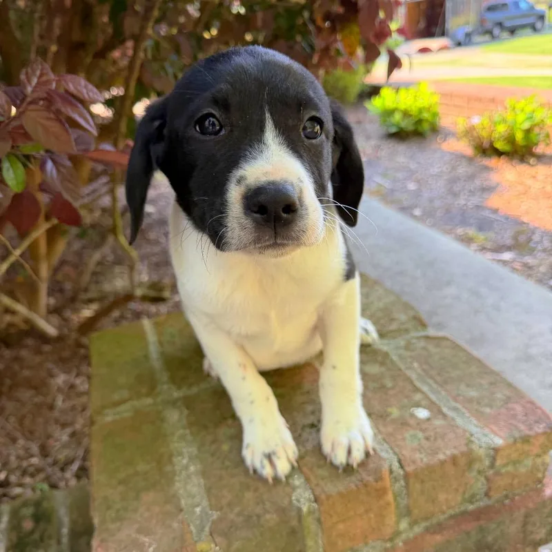 A baby medium-sized male White / Cream Black Labrador Retriever dog named Cotton Eye Joe for adoption in Brownsboro, AL