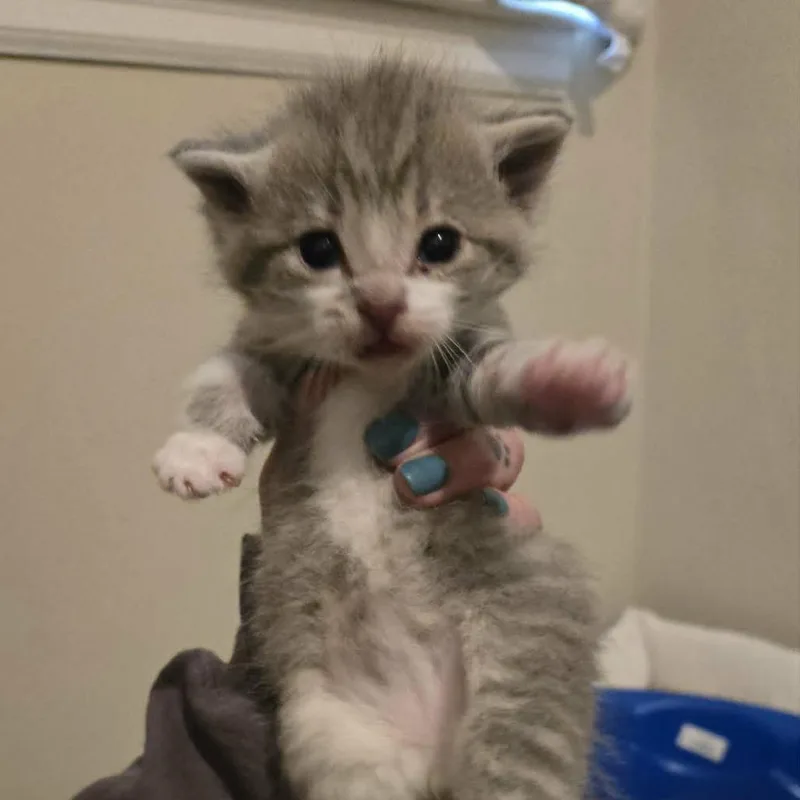 A baby small-sized male Gray / Blue / Silver Domestic Short Hair cat named Tucker for adoption in LYLE, MN