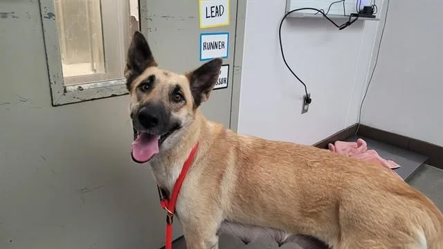 An adult large-sized female German Shepherd Dog dog named Moka for adoption in Tucson, AZ
