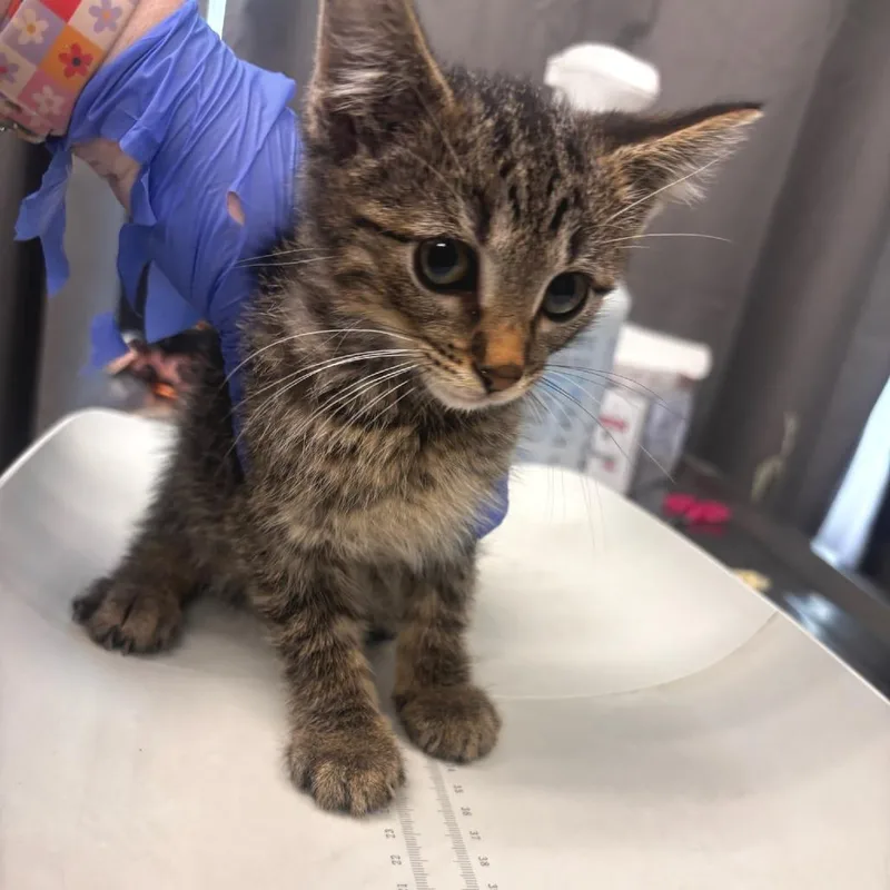 A baby small-sized male Brown / Chocolate Domestic Short Hair cat named Branson for adoption in Belleville, IL