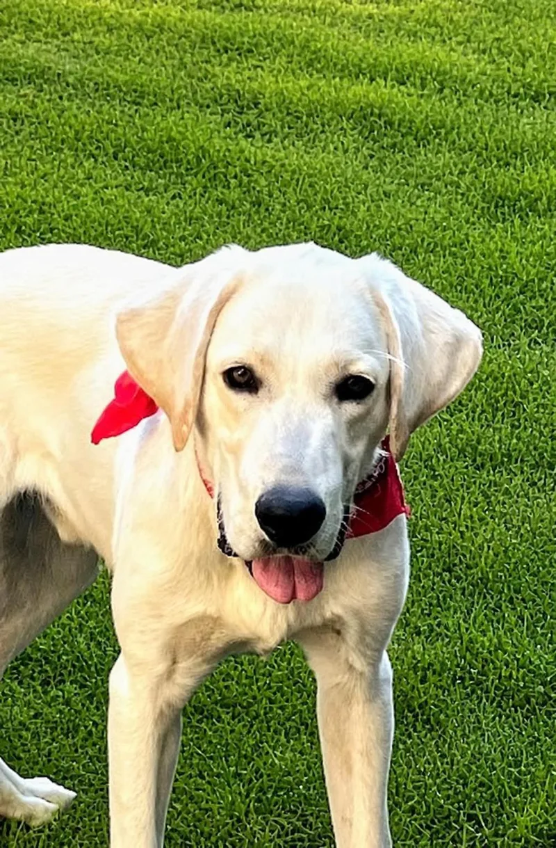 A baby medium-sized male Yellow Labrador Retriever dog named Cooper for adoption in Willington, CT