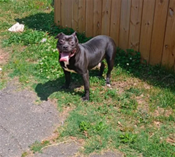 A young medium-sized male Pit Bull Terrier dog named A for adoption in Charlotte, NC