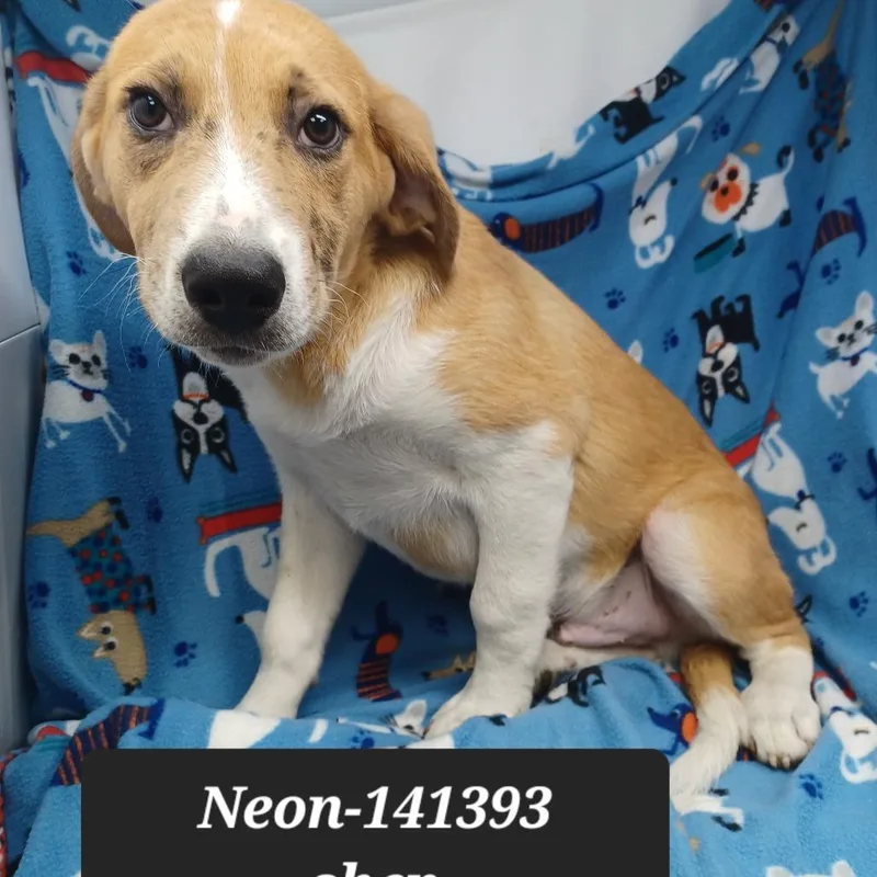 A baby medium-sized male German Shepherd Dog dog named Neon for adoption in New Tazewell, TN