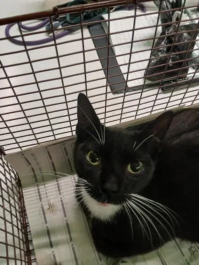 A young medium-sized female Domestic Short Hair cat named Wanda for adoption in Los Angeles, CA