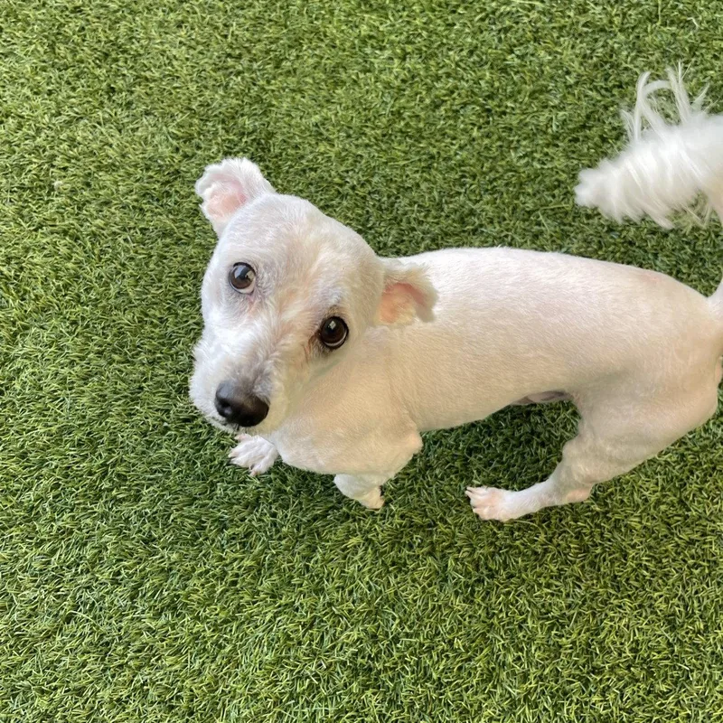 An adult small-sized male Terrier dog named Yuzu for adoption in Burlingame, CA