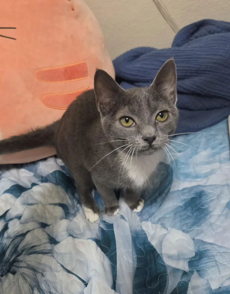 A young medium-sized female Gray / Blue / Silver Domestic Short Hair cat named Wendy for adoption in McKinney, TX