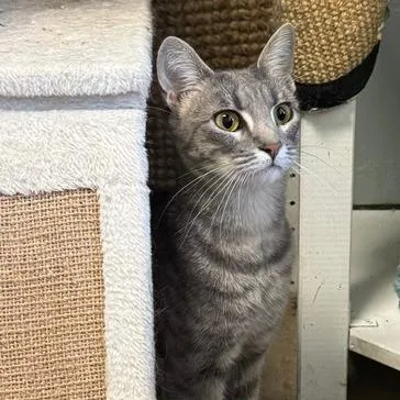 A young medium-sized female Gray / Blue / Silver Domestic Short Hair cat named Apple for adoption in Shawnee, KS