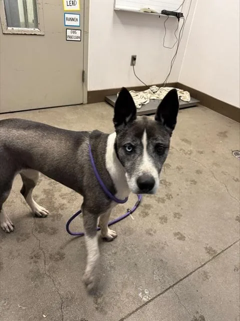 A young large-sized female Siberian Husky dog named Midnight for adoption in Tucson, AZ