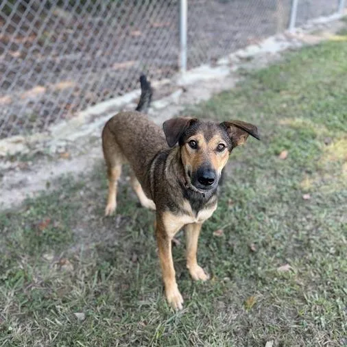 A young medium-sized female Carolina Dog dog named Cover Girl for adoption in Carencro, LA