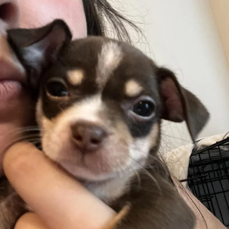 A baby small-sized female Brown / Chocolate Chihuahua dog named Cookie for adoption in Austin, TX