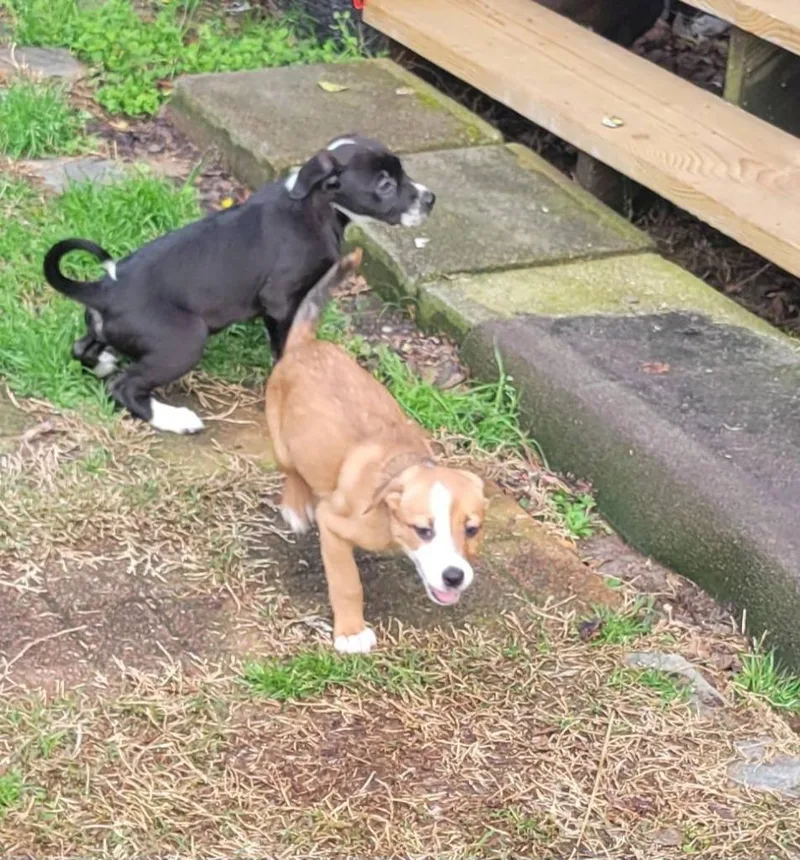 A baby medium-sized female Collie dog named Fiona for adoption in Fond Du Lac, WI