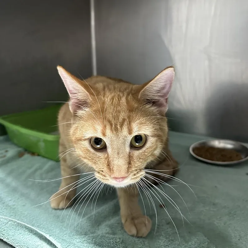 An adult large-sized male Orange / Red Domestic Short Hair cat named Loco for adoption in Normal, IL