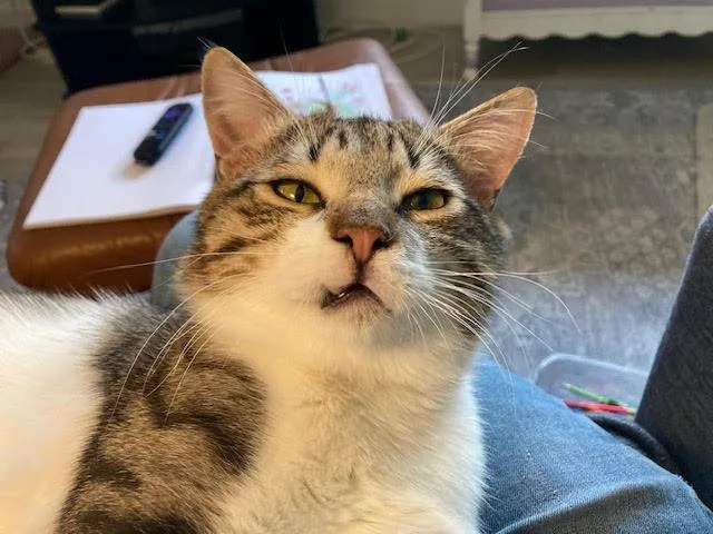 Lukeand Hummus thumbnail 2