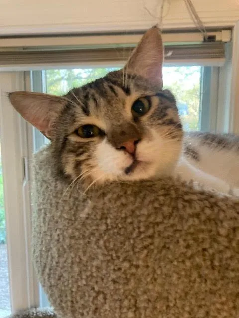 Lukeand Hummus thumbnail 3