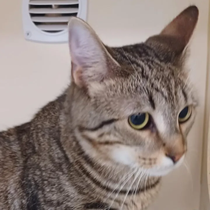 A young medium-sized male Tabby (Buff / Tan / Fawn) Domestic Short Hair cat named Curly for adoption in Elyria, OH