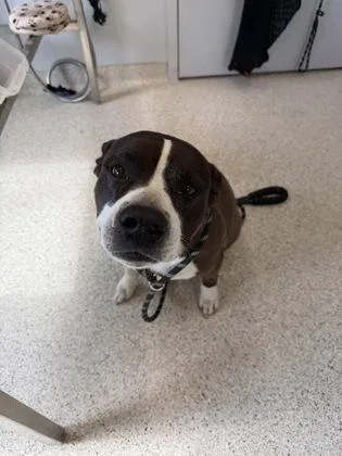 An adult large-sized female Mixed Breed dog named Labubu for adoption in Lafayette, IN