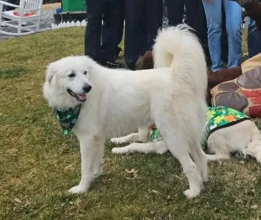 A baby large-sized female White / Cream Great Pyrenees dog named Isabella for adoption in Greenbelt, MD