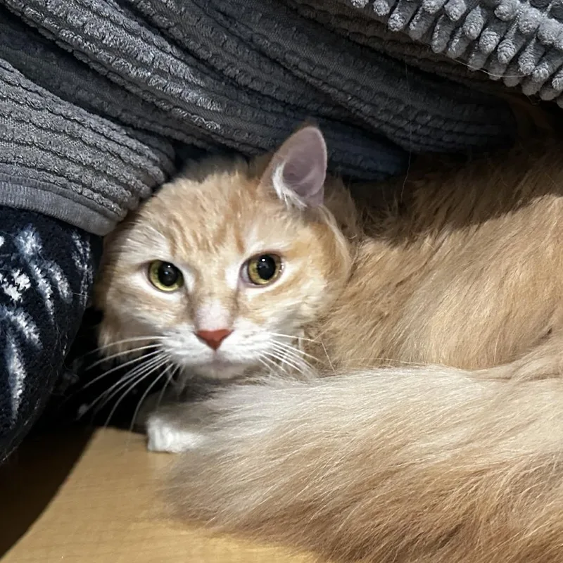 A senior large-sized male Buff / Tan / Fawn Domestic Long Hair cat named Poindexter for adoption in Washington Township, OH