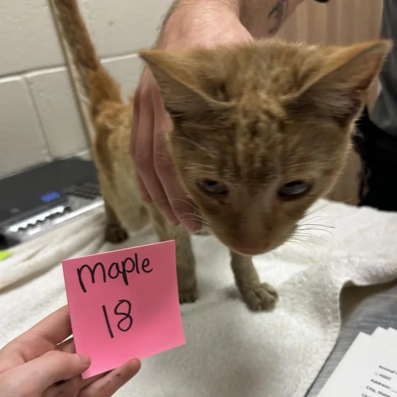 A young small-sized male Orange / Red Domestic Short Hair cat named Nunavut for adoption in Bristol, IN