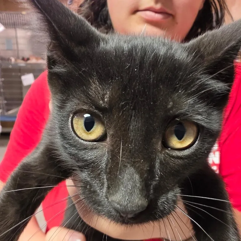 A baby small-sized female Black Domestic Short Hair cat named Heidi for adoption in Leander, TX