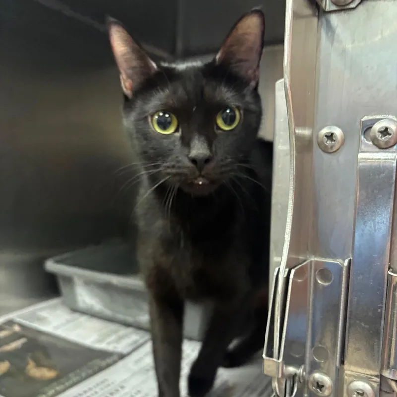An adult medium-sized female Black Domestic Short Hair cat named Morticia for adoption in Springfield, MA