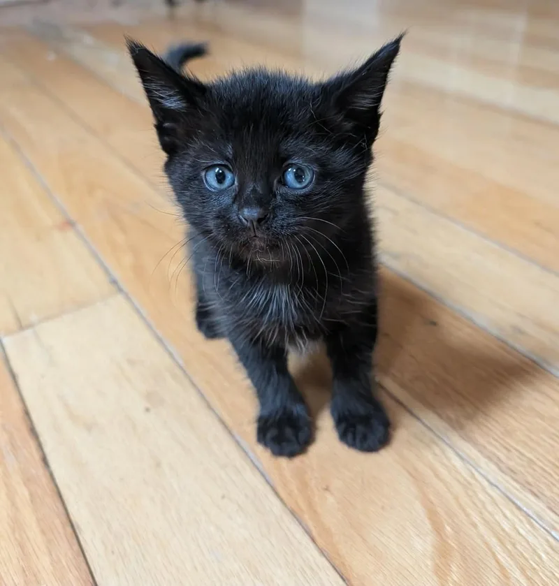 A baby medium-sized female Domestic Short Hair cat named Helo for adoption in Rochester , NY