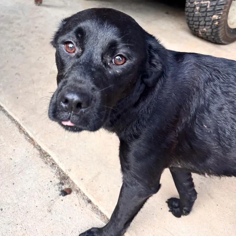 A young medium-sized female Black Mixed Breed dog named FiFi for adoption in Red House, WV