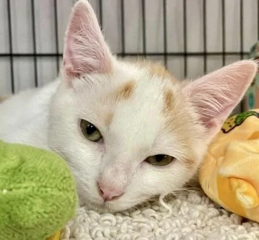 A young medium-sized male Orange & White Turkish Van cat named Baga Chipz for adoption in Vacaville, CA