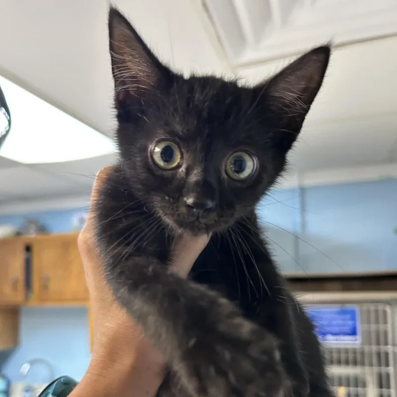 A baby small-sized female Black Domestic Short Hair cat named Faith for adoption in Newport, NC