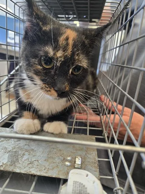 A young medium-sized female Domestic Short Hair cat named Cookie for adoption in Casper, WY