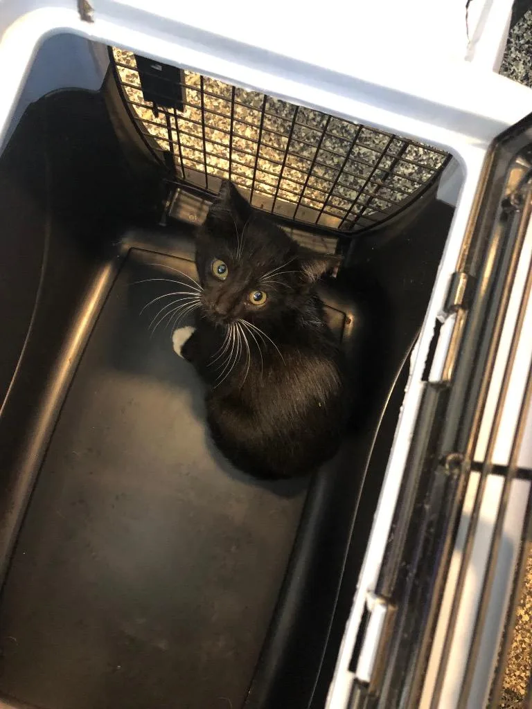 A baby small-sized female Domestic Short Hair cat named Mollie for adoption in Columbia, TN