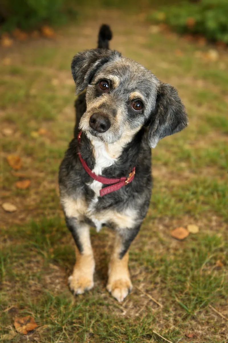 An adult medium-sized male Gray / Blue / Silver Cockapoo dog named Smokey for adoption in Phoenix, AZ