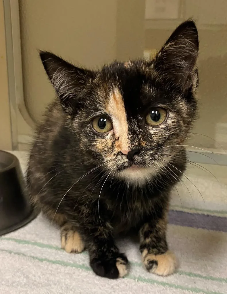 A baby medium-sized female Domestic Short Hair cat named Taffy for adoption in Christiansburg, VA