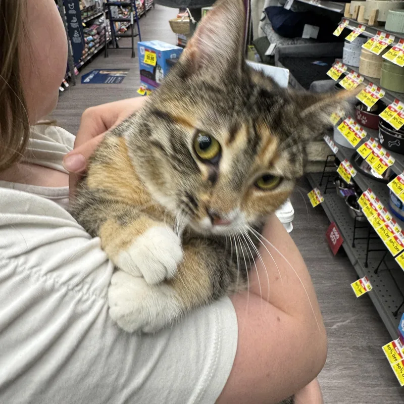 A young medium-sized female Domestic Short Hair cat named Dippy for adoption in Easley, SC