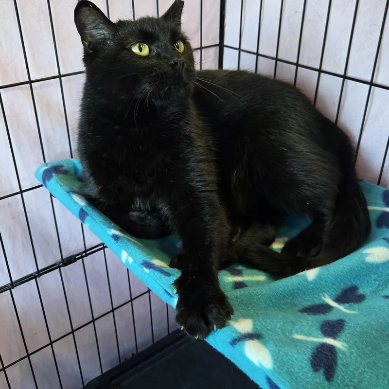 An adult medium-sized female Black Domestic Short Hair cat named Sunshine for adoption in Mokena, IL