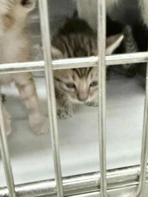 A baby small-sized male Domestic Short Hair cat named Opi for adoption in Miami, FL