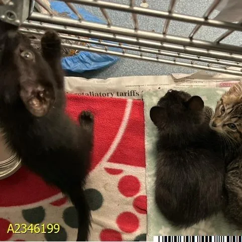 A baby small-sized male Black Domestic Short Hair cat named Flannel for adoption in West Palm Beach, FL