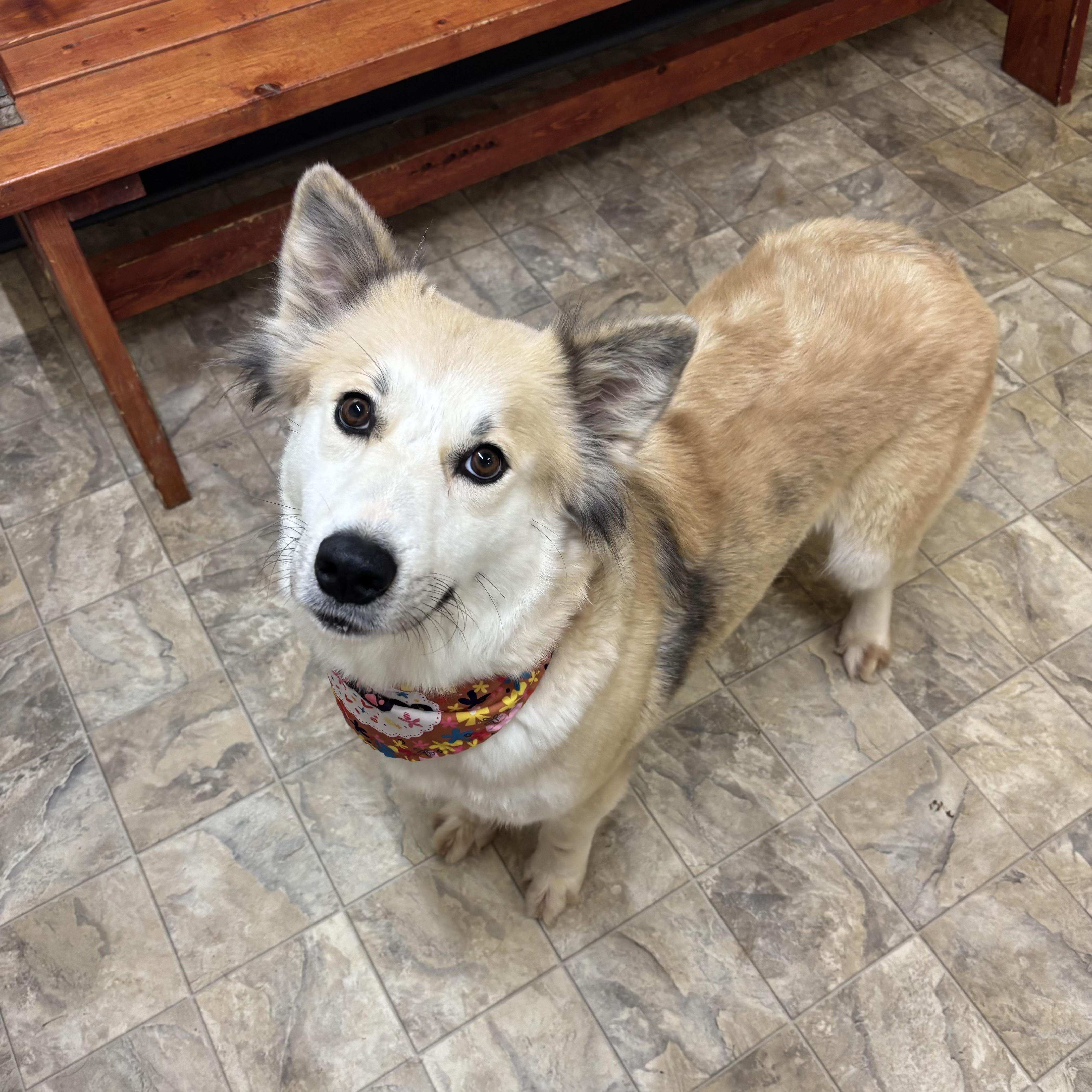An adult medium-sized female Yellow / Tan / Blond / Fawn Shepherd dog named Victoria for adoption in Pilot Point, TX