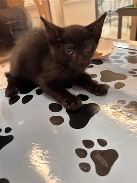 A baby small-sized male Domestic Short Hair cat named Ocean for adoption in Derwood, MD