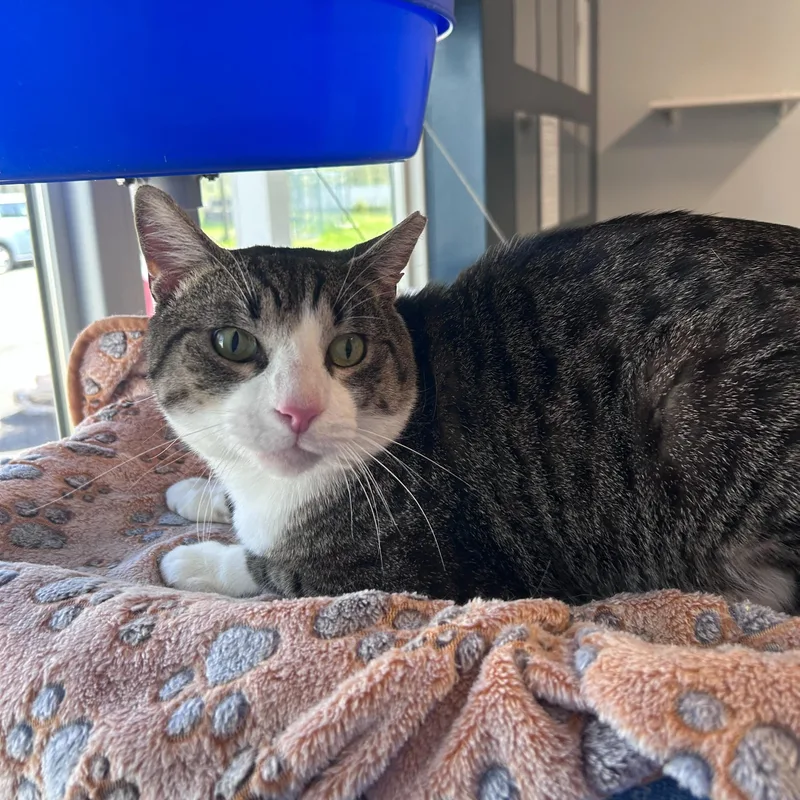 An adult medium-sized male Tabby (Brown / Chocolate) Domestic Short Hair cat named Twizzler for adoption in North Haven, CT