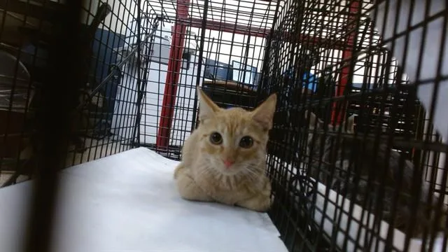 A baby small-sized male Domestic Short Hair cat named Orange for adoption in Miami, FL