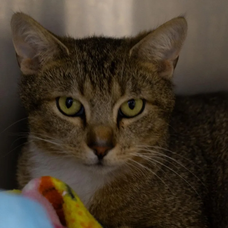An adult medium-sized female Brown / Chocolate Domestic Short Hair cat named Phoebe for adoption in La Grange, KY