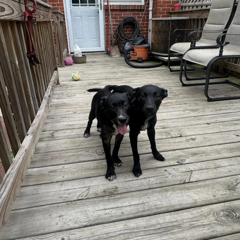 A young large-sized female Labrador Retriever dog named Lilliemillie for adoption in Crofton, MD