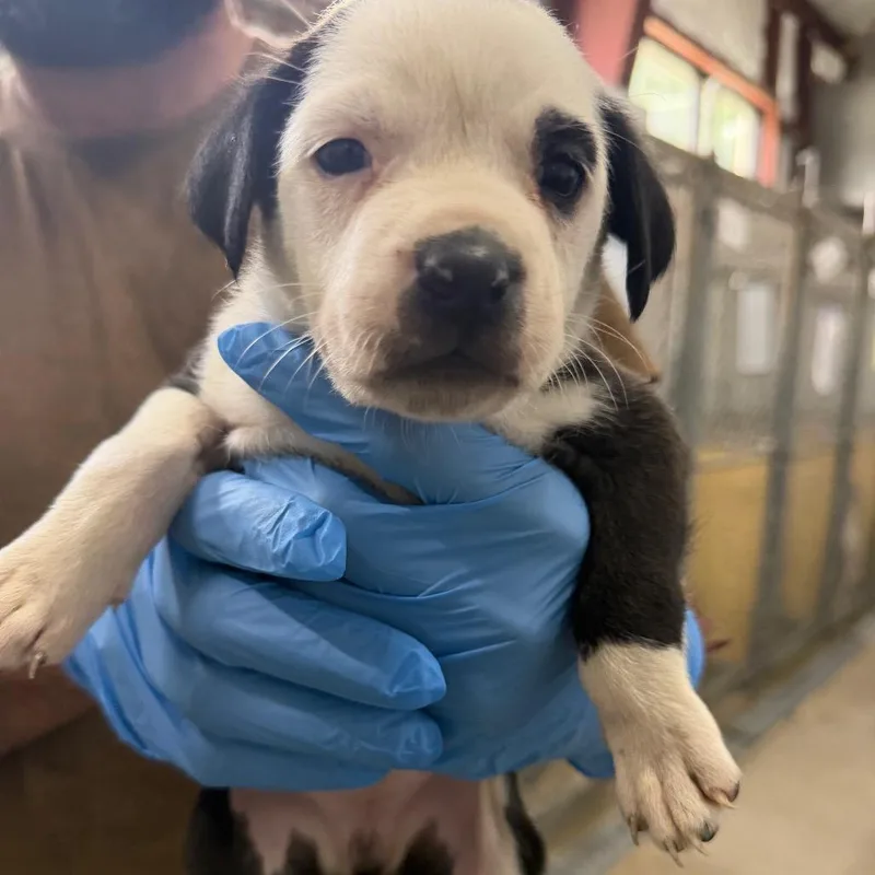 A baby small-sized male Black Mixed Breed dog named Honey Walnut Shrimp for adoption in LOXAHATCHEE, FL