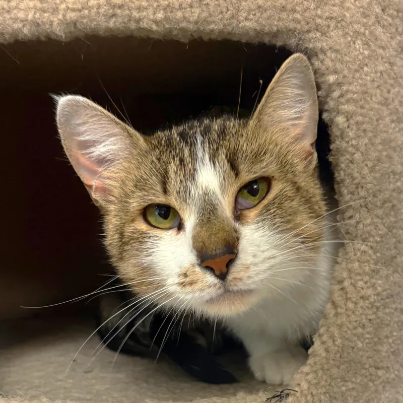 An adult medium-sized female Domestic Short Hair cat named Angel for adoption in Godfrey, IL