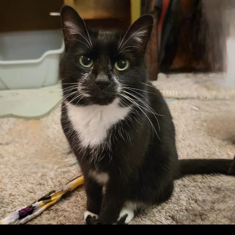 A senior small-sized female Black Domestic Short Hair cat named Tyga for adoption in Layton, UT