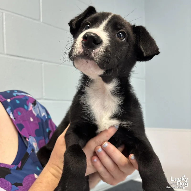 A baby medium-sized male Labrador Retriever dog named Theon for adoption in Washington, DC