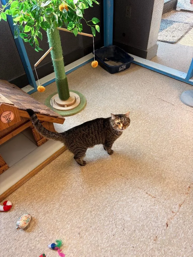 An adult medium-sized male Domestic Short Hair cat named Taz for adoption in Heber City, UT