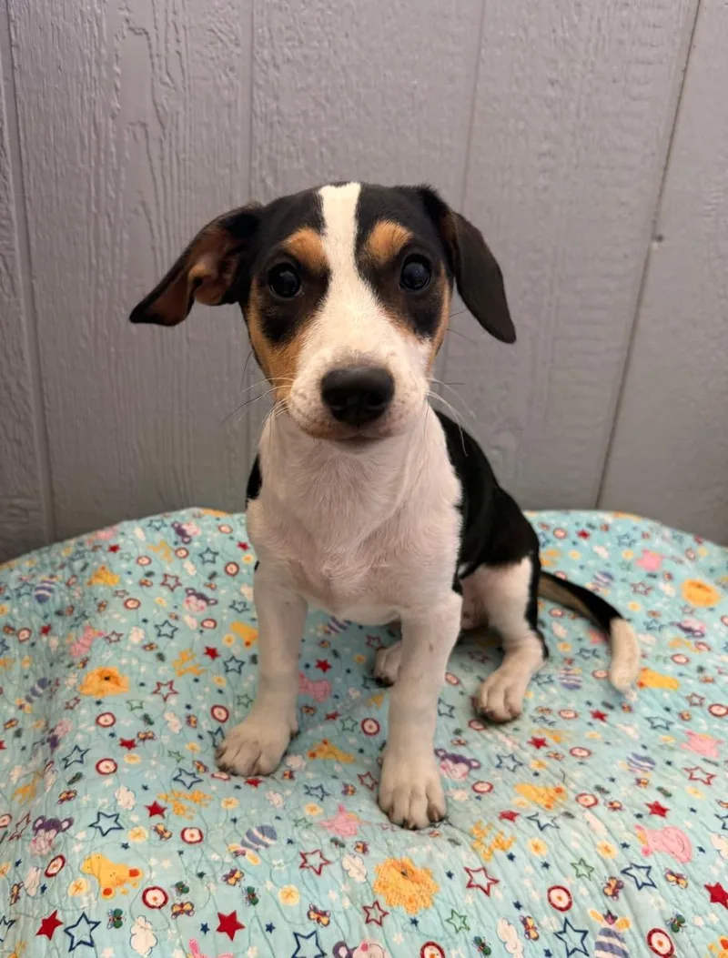 A young small-sized female Tricolor (Brown, Black, & White) Dachshund dog named Sugar Pie for adoption in Temecula, CA