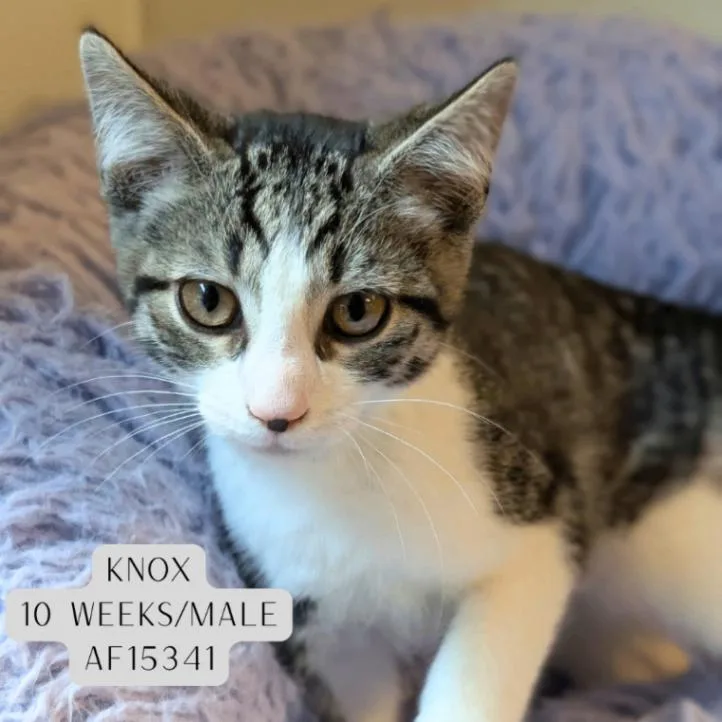 A young medium-sized male Tabby (Brown / Chocolate) Domestic Short Hair cat named Knox for adoption in Supply, NC